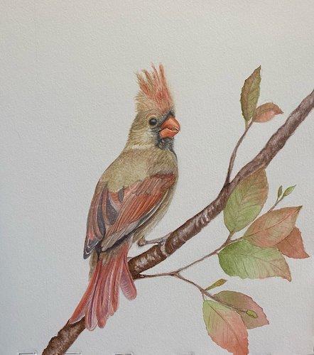 audubon-watercolor-birds